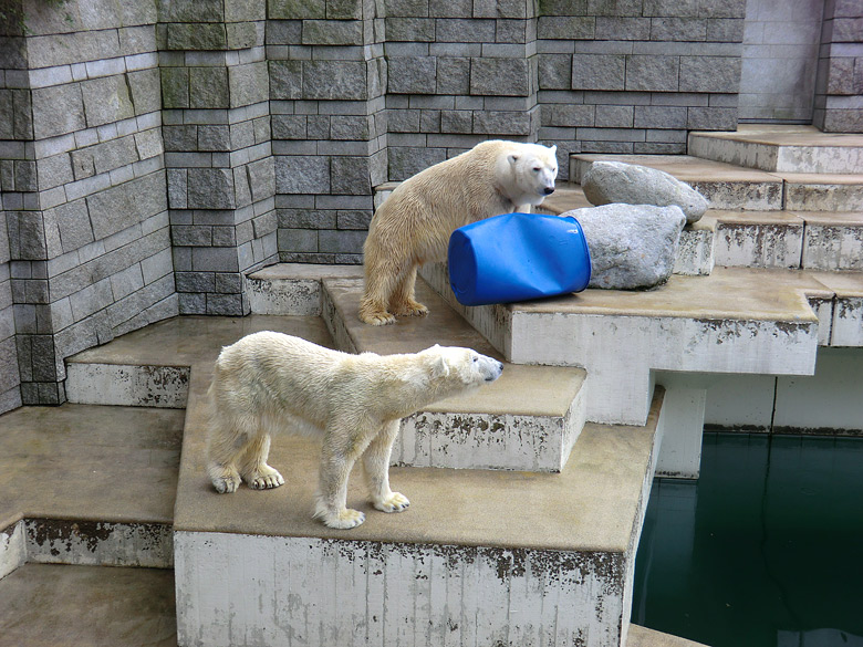 Eisbärin Vilma und Eisbär Lars am 20. Februar 2011 im Zoo Wuppertal