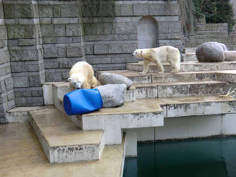 Eisbär Lars und Eisbärin Vilma am 20. Februar 2011 im Zoologischen Garten Wuppertal