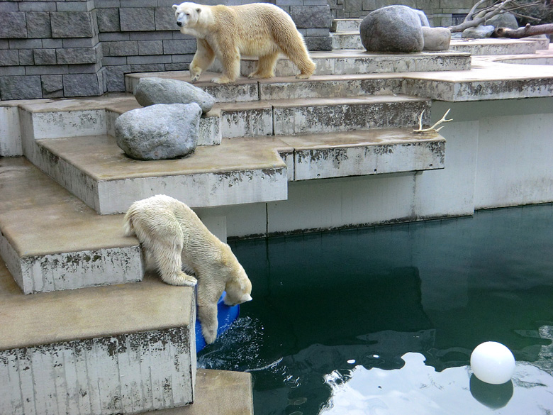 Eisbärin Vilma und Eisbär Lars am 20. Februar 2011 im Zoo Wuppertal