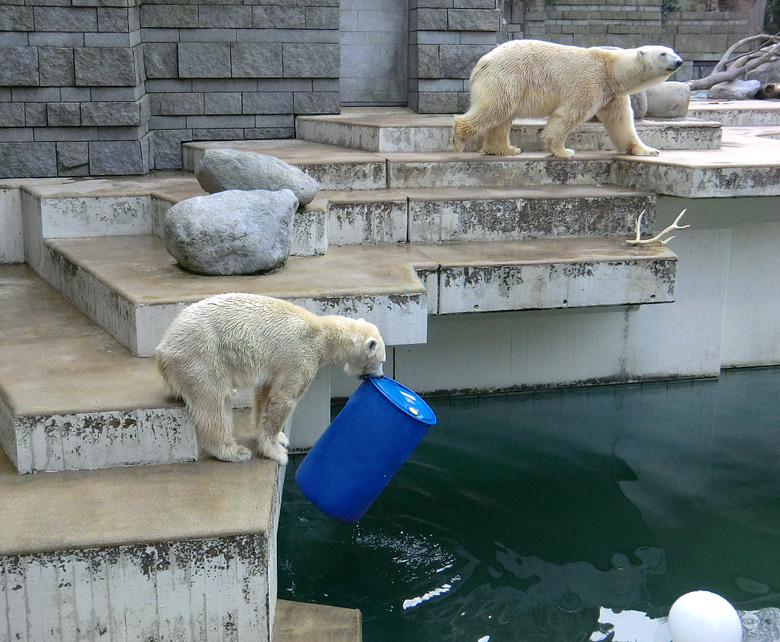 Eisbärin Vilma und Eisbär Lars am 20. Februar 2011 im Zoologischen Garten Wuppertal