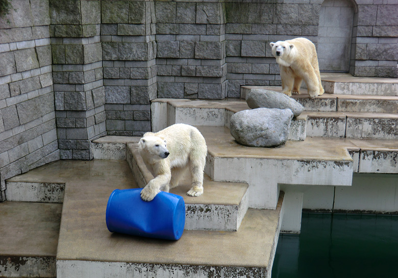 Eisbärin Vilma und Eisbär Lars am 20. Februar 2011 im Zoologischen Garten Wuppertal