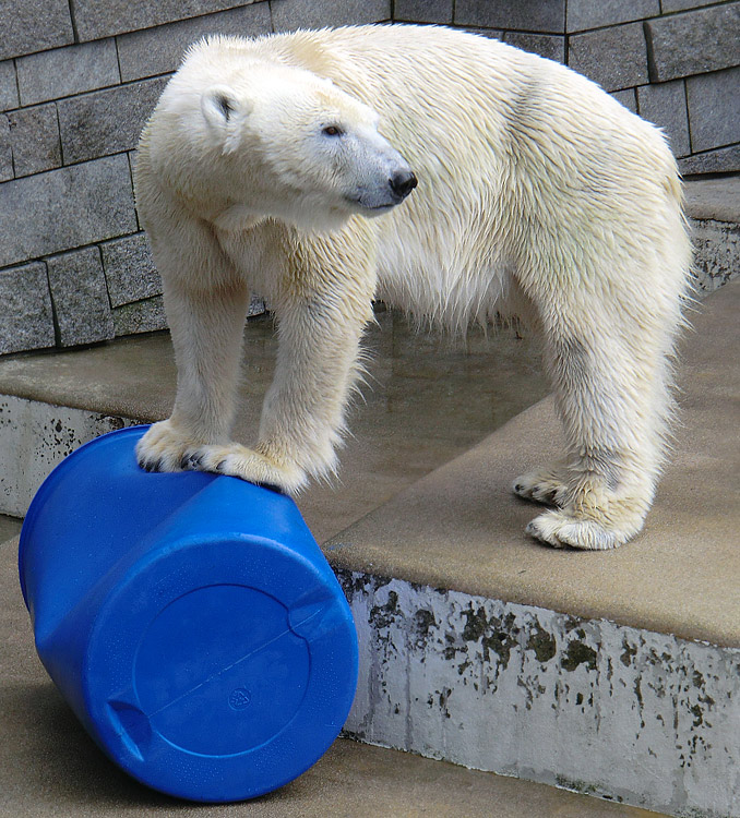 Eisbärin Vilma am 20. Februar 2011 im Wuppertaler Zoo