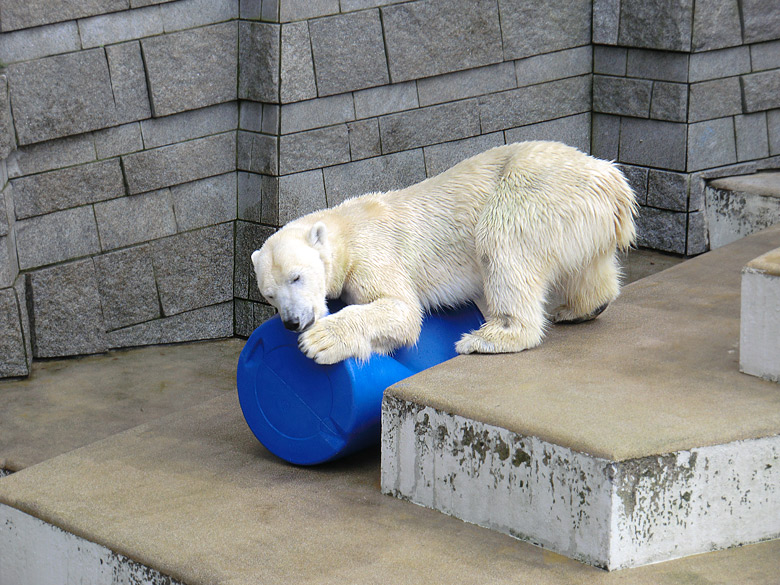 Eisbärin Vilma am 20. Februar 2011 im Wuppertaler Zoo