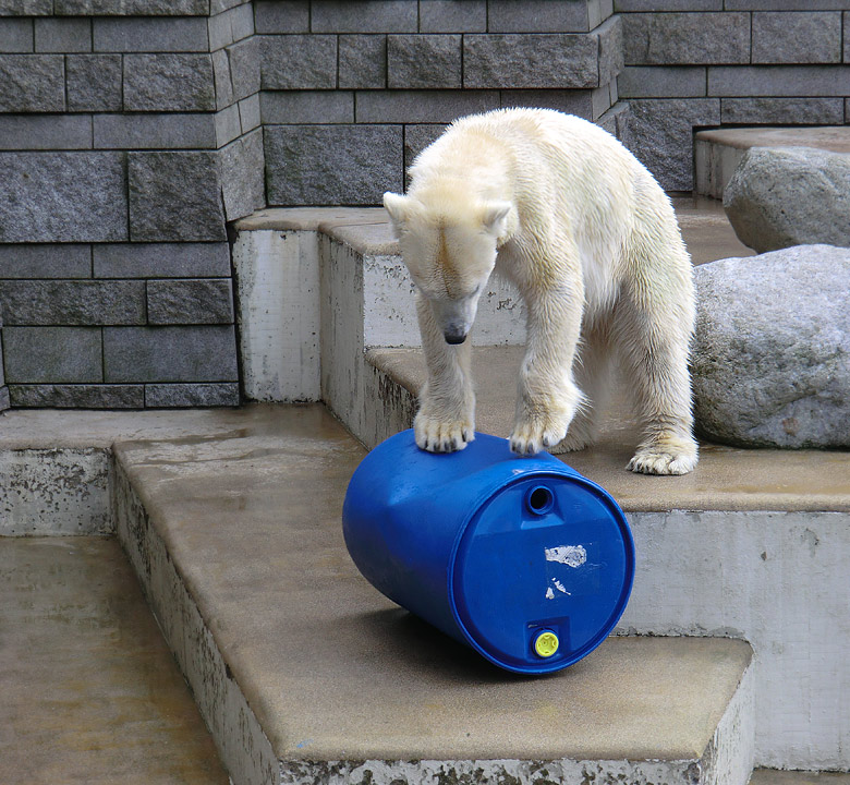 Eisbärin Vilma am 20. Februar 2011 im Wuppertaler Zoo