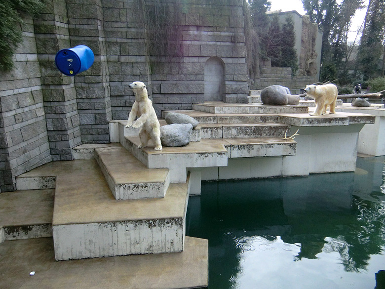 Eisbärin Vilma und Eisbär Lars am 20. Februar 2011 im Zoologischen Garten Wuppertal