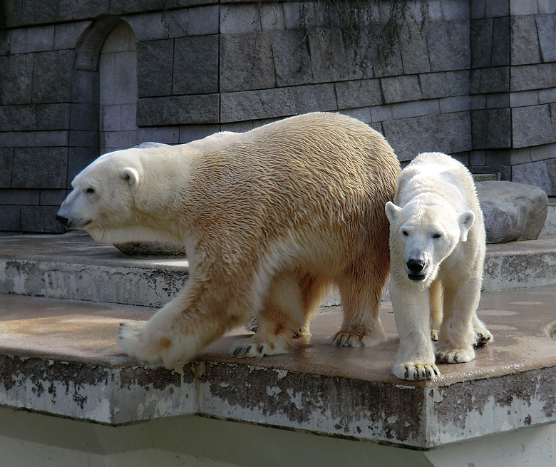 Eisbär Lars und Eisbärin Vilma am 21. Februar 2011 im Wuppertaler Zoo