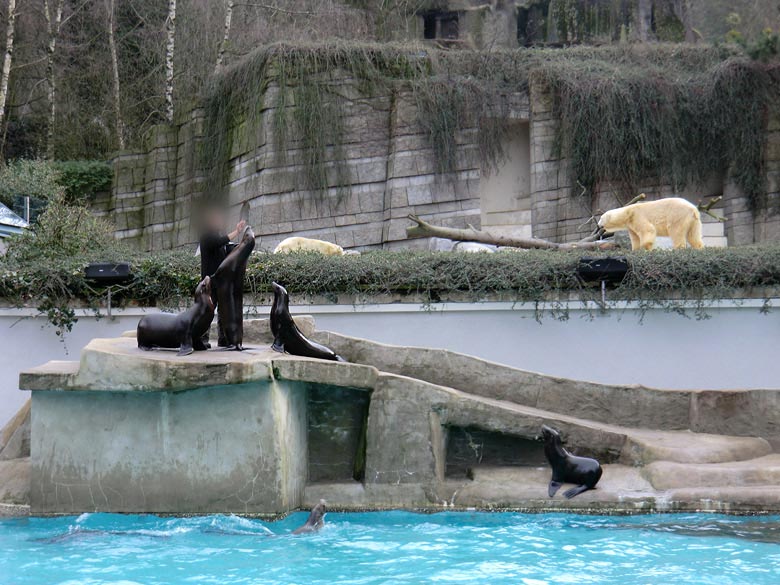 Eisbärin Vilma und Eisbär Lars am 26. Februar 2011 im Zoologischen Garten Wuppertal