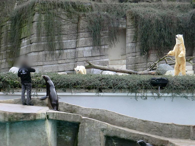 Eisbärin Vilma und Eisbär Lars am 26. Februar 2011 im Wuppertaler Zoo