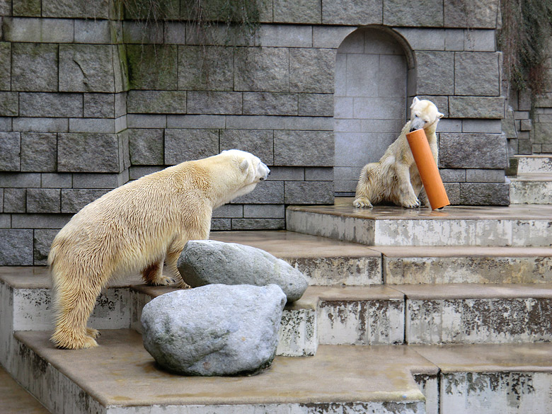 Eisbär Lars und Eisbärin Vilma am 26. Februar 2011 im Zoologischen Garten Wuppertal