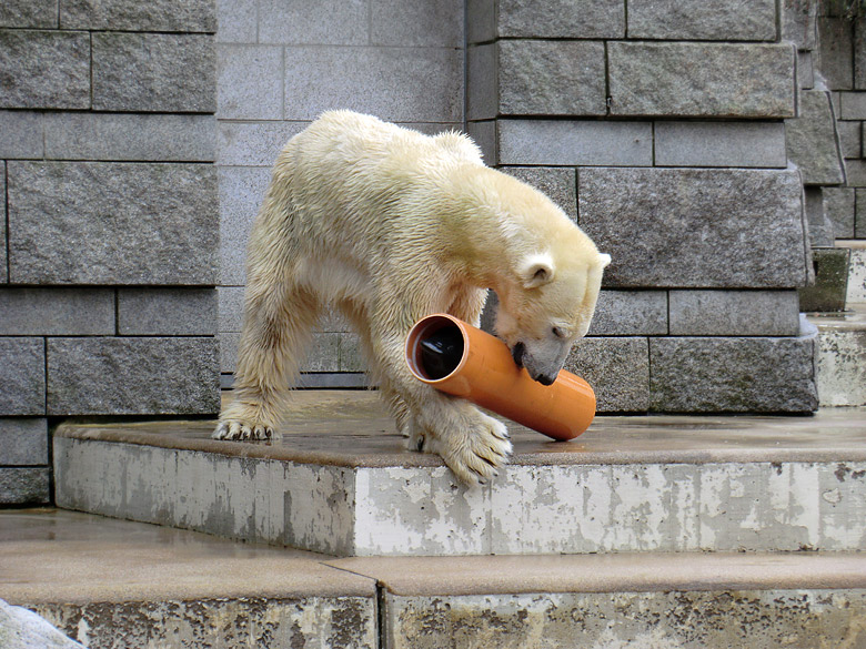 Eisbärin Vilma am 26. Februar 2011 im Zoologischen Garten Wuppertal