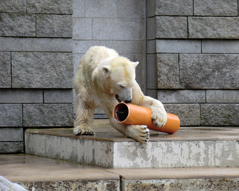 Eisbärin Vilma am 26. Februar 2011 im Wuppertaler Zoo