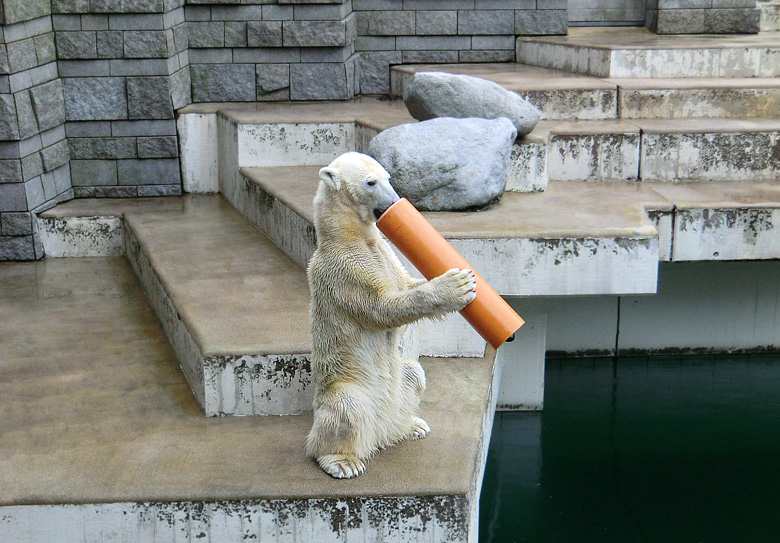 Eisbärin Vilma am 26. Februar 2011 im Wuppertaler Zoo