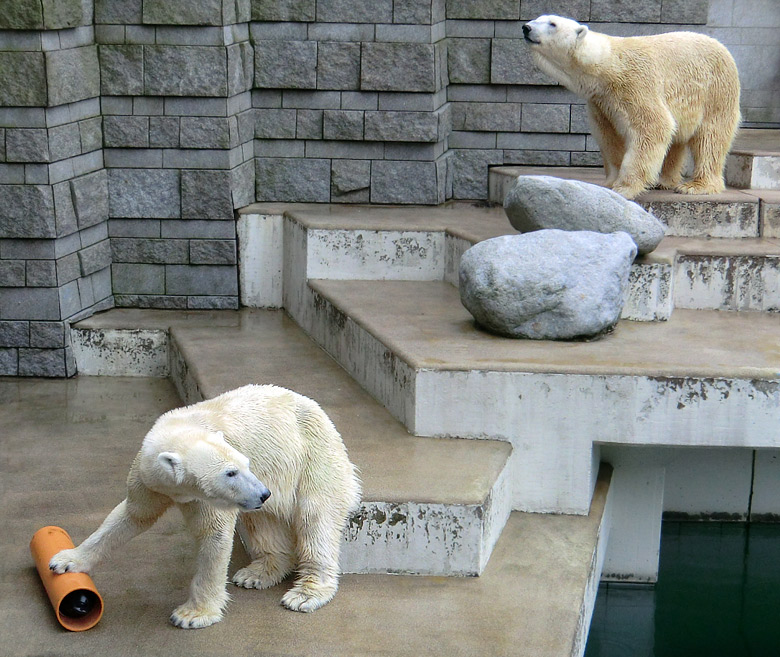 Eisbärin Vilma und Eisbär Lars am 26. Februar 2011 im Zoo Wuppertal