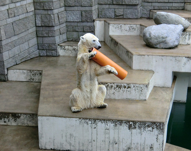 Eisbärin Vilma am 26. Februar 2011 im Zoologischen Garten Wuppertal