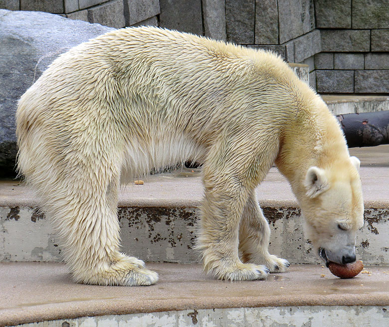 Eisbärin Vilma am 26. Februar 2011 im Wuppertaler Zoo