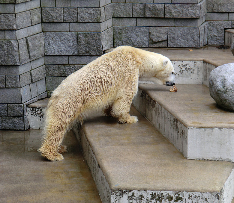 Eisbär Lars am 26. Februar 2011 im Wuppertaler Zoo