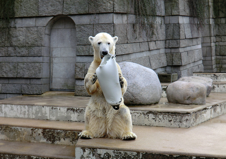 Eisbärin Vilma am 26. Februar 2011 im Zoologischen Garten Wuppertal