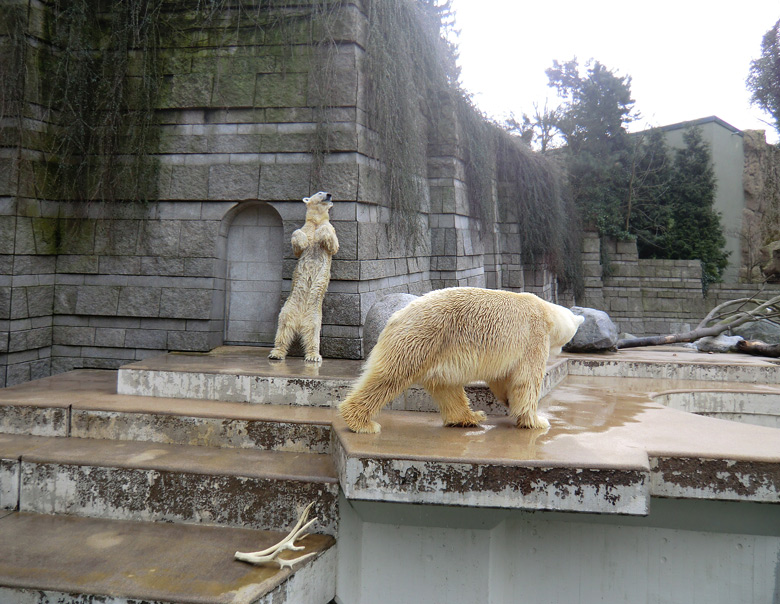 Eisbärin Vilma und Eisbär Lars am 26. Februar 2011 im Zoologischen Garten Wuppertal