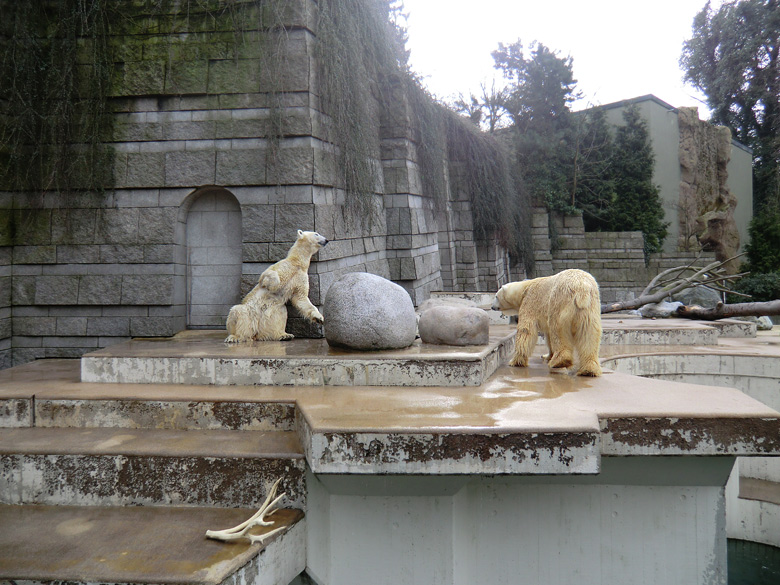 Eisbärin Vilma und Eisbär Lars am 26. Februar 2011 im Wuppertaler Zoo