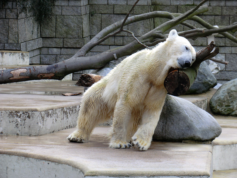 Eisbärin Vilma am 26. Februar 2011 im Zoologischen Garten Wuppertal