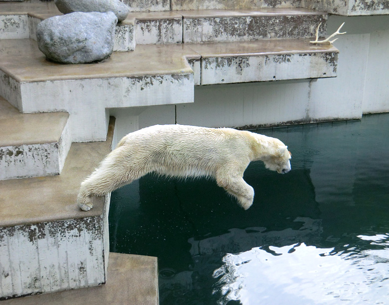 Eisbärin Vilma am 26. Februar 2011 im Wuppertaler Zoo