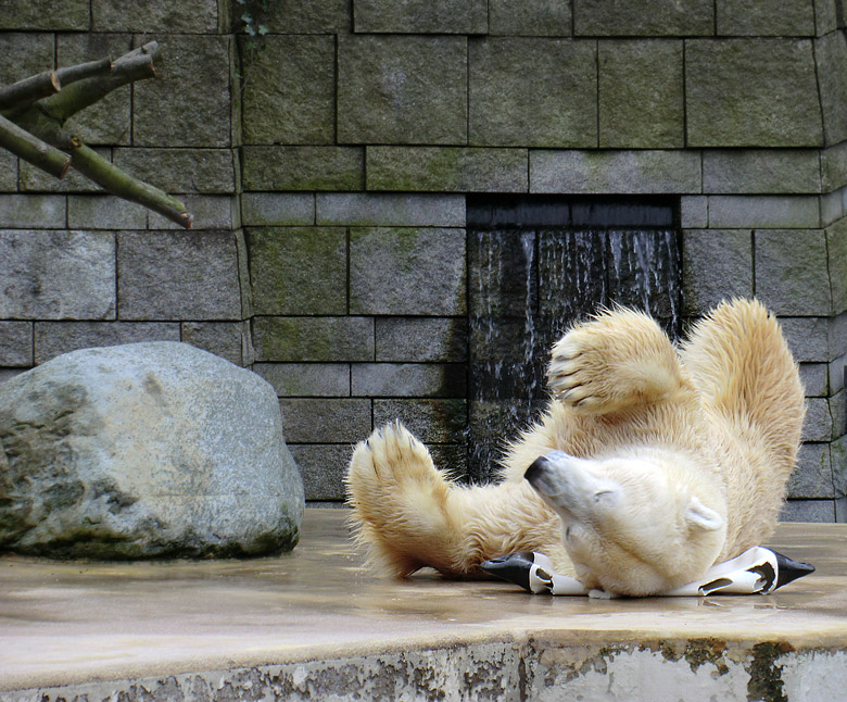 Eisbär Lars am 26. Februar 2011 im Zoo Wuppertal