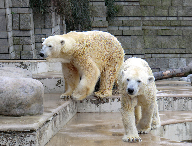 Eisbär Lars und Eisbärin Vilma am 26. Februar 2011 im Zoologischen Garten Wuppertal