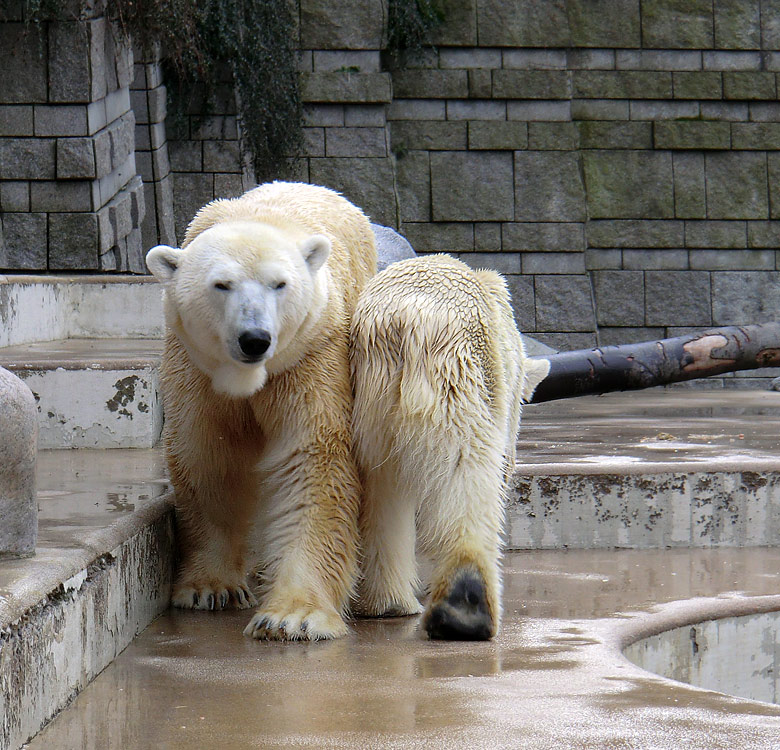 Eisbär Lars und Eisbärin Vilma am 26. Februar 2011 im Wuppertaler Zoo