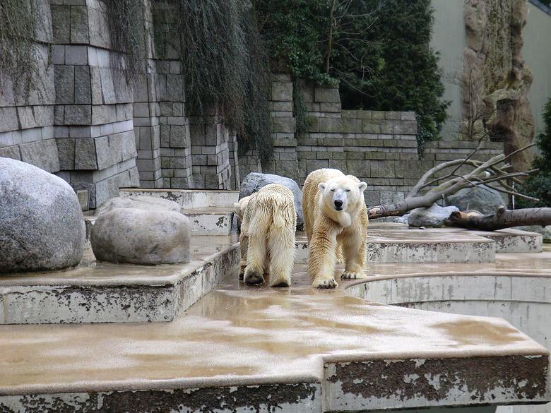 Eisbärin Vilma und Eisbär Lars am 26. Februar 2011 im Zoo Wuppertal