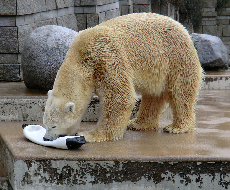 Eisbär Lars am 26. Februar 2011 im Wuppertaler Zoo