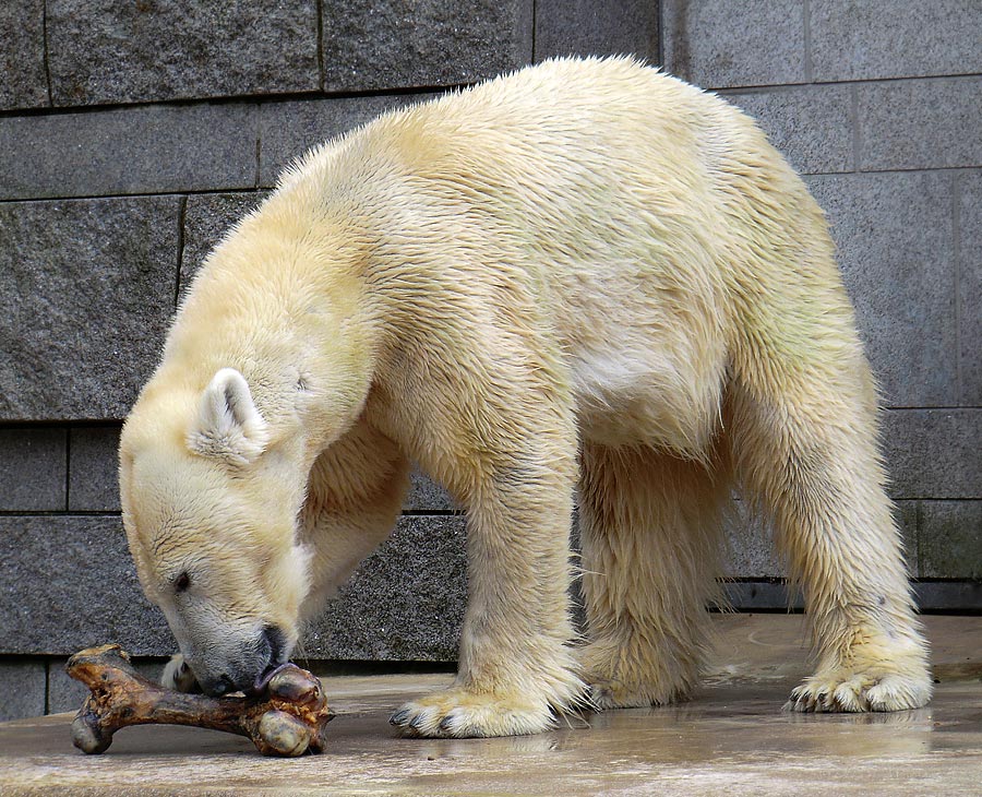 Eisbärin Vilma am 5. März 2011 im Zoo Wuppertal