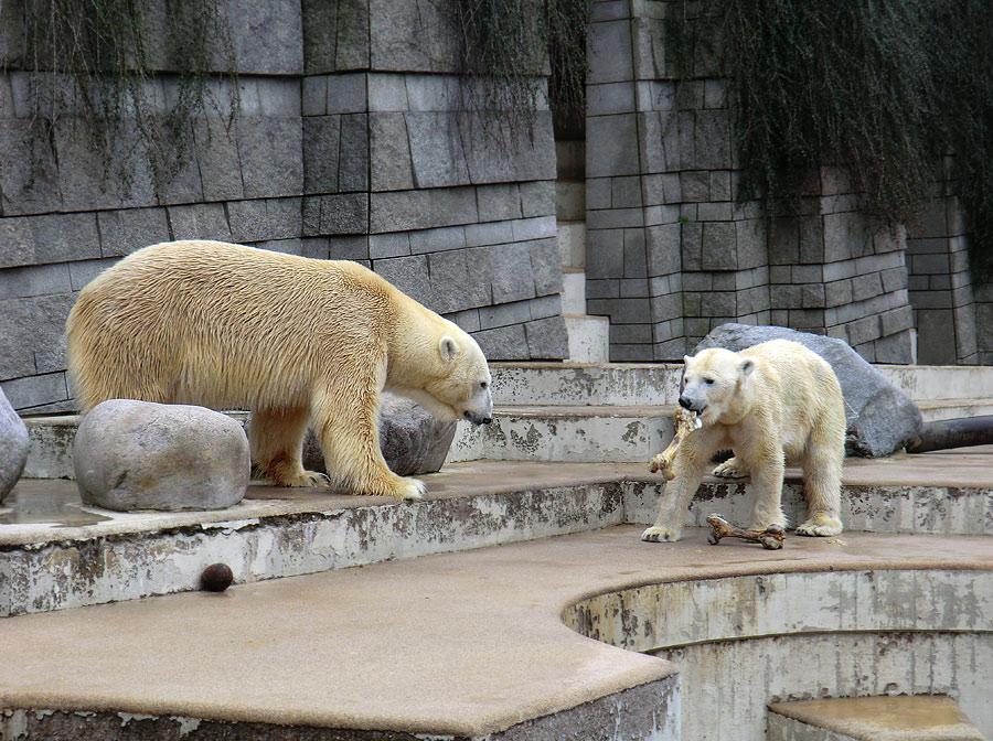 Eisbär Lars und Eisbärin Vilma am 5. März 2011 im Wuppertaler Zoo