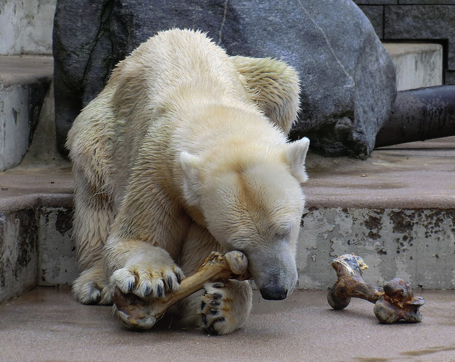 Eisbärin Vilma mit Knochen am 5. März 2011 im Zoologischen Garten Wuppertal