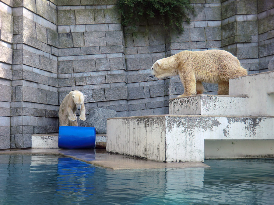 Eisbärin Vilma mit blauer Tonne und Eisbär Lars am 12. März 2011 im Zoologischen Garten Wuppertal