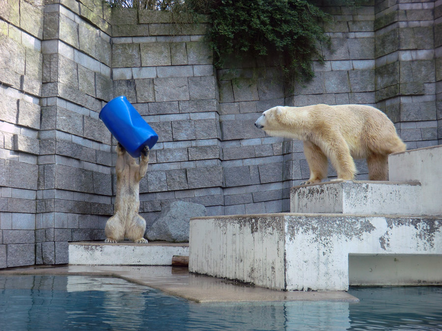 Eisbärin Vilma mit blauer Tonne und Eisbär Lars am 12. März 2011 im Wuppertaler Zoo