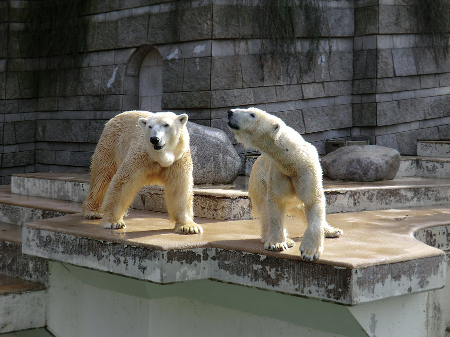 Eisbär Lars und Eisbärin Vilma am 12. März 2011 im Zoologischen Garten Wuppertal