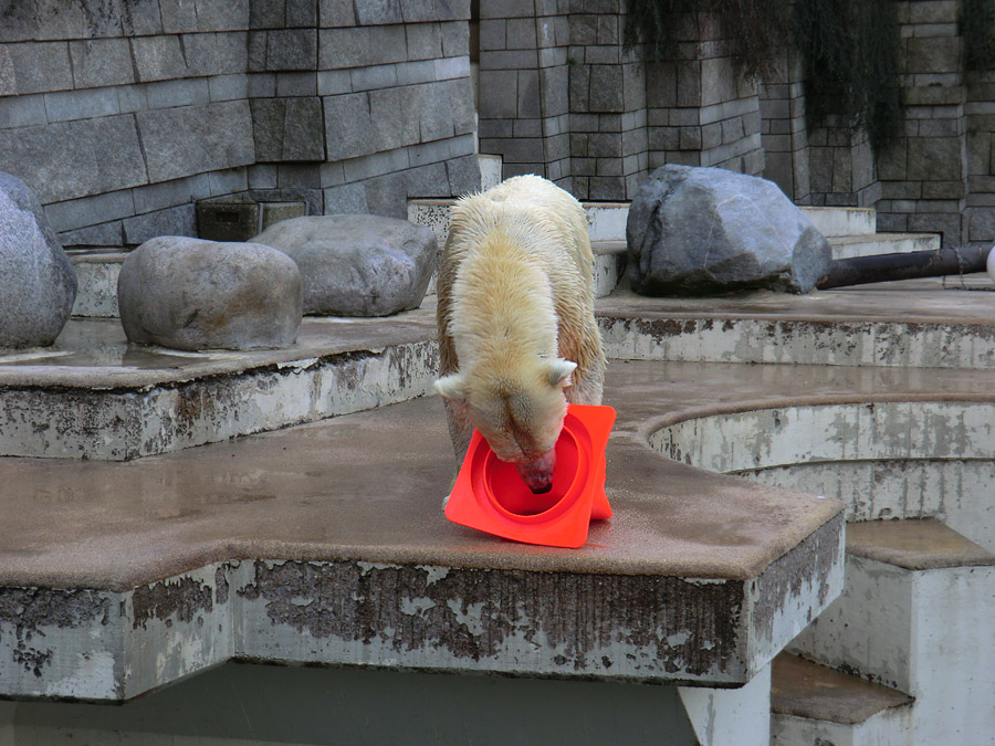 Eisbärin Vilma am 20. März 2011 im Zoo Wuppertal