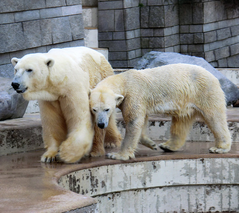 Eisbär Lars und Eisbärin Vilma am 20. März 2011 im Zoologischen Garten Wuppertal