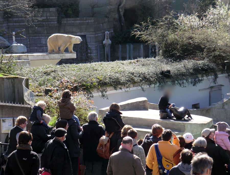 Eisbär Lars am 20. März 2011 im Wuppertaler Zoo