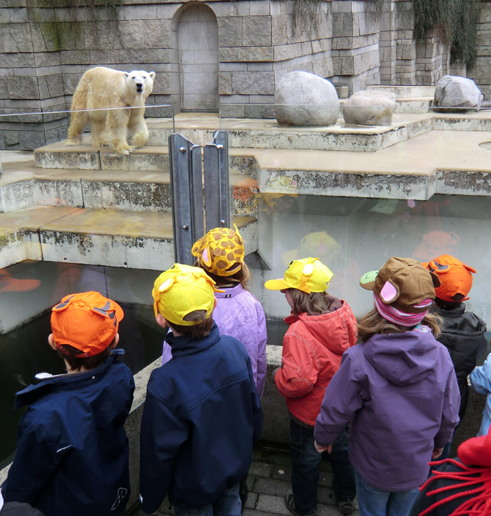 Eisbär Lars am 26. März 2011 im Wuppertaler Zoo