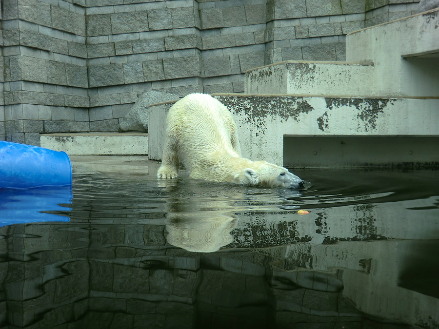 Eisbärin Vilma am 26. März 2011 im Zoologischen Garten Wuppertal