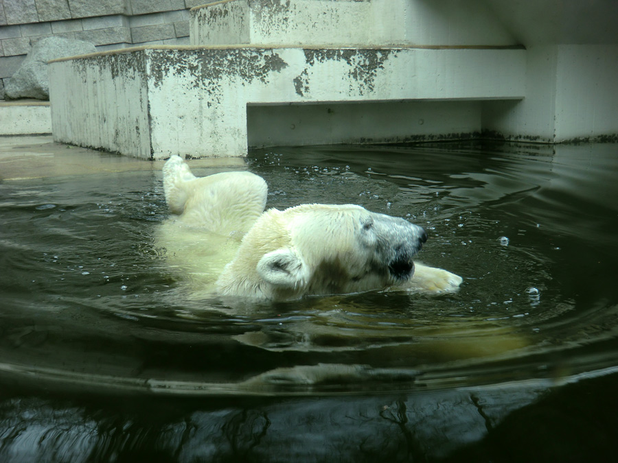 Eisbärin Vilma am 26. März 2011 im Wuppertaler Zoo