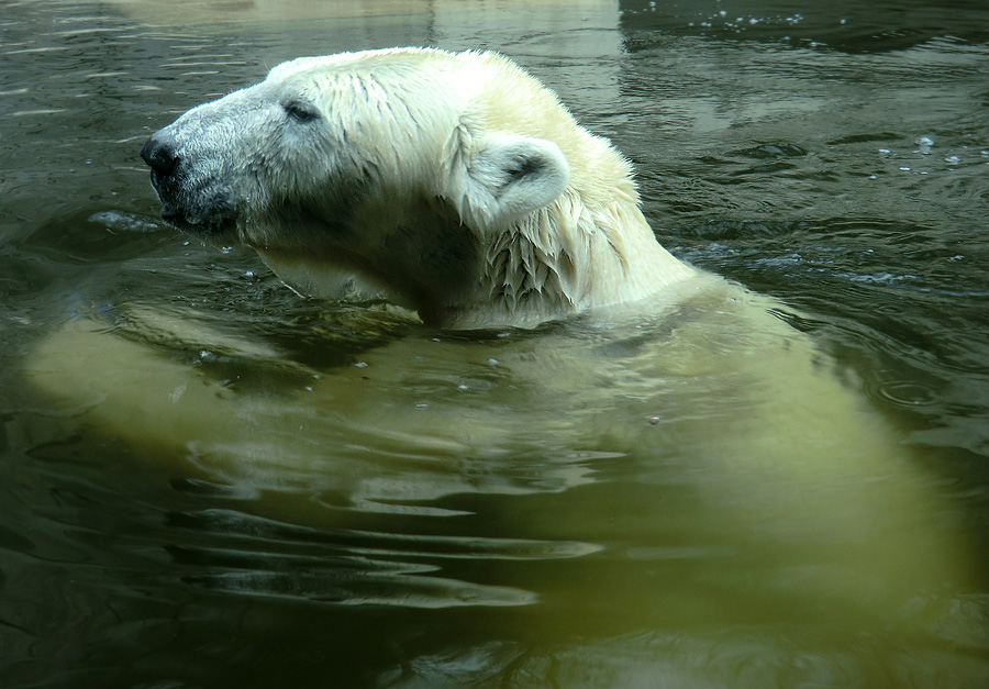 Eisbärin Vilma am 26. März 2011 im Zoo Wuppertal