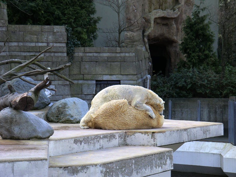 Eisbärin Vilma und Eisbär Lars am 27. März 2011 im Zoologischen Garten Wuppertal