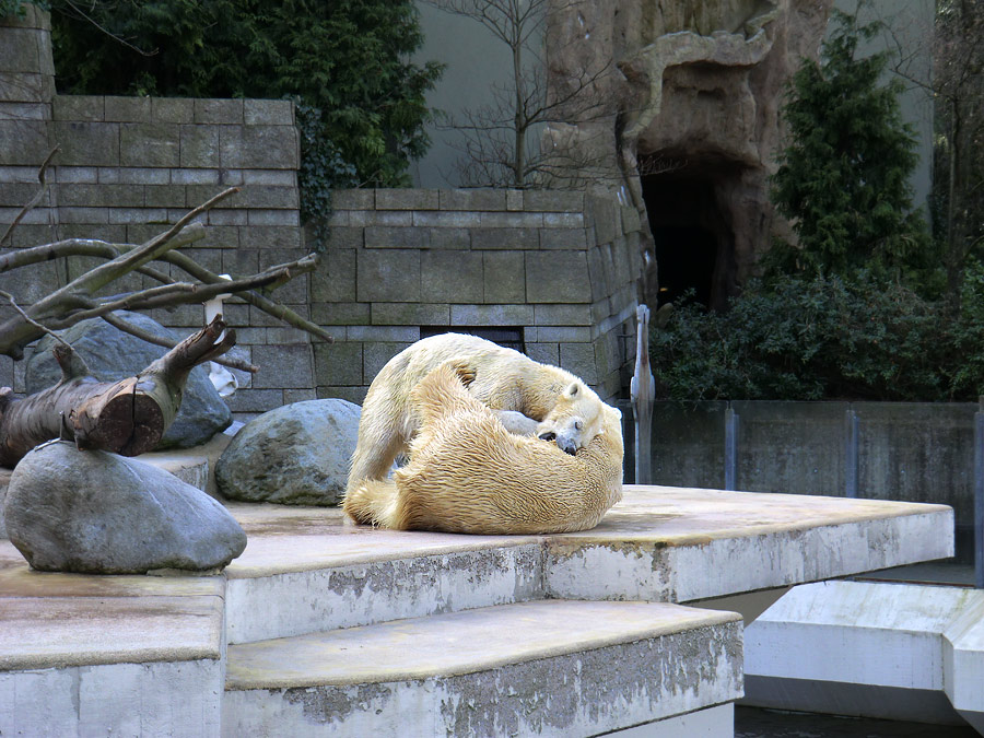 Eisbärin Vilma und Eisbär Lars am 27. März 2011 im Wuppertaler Zoo