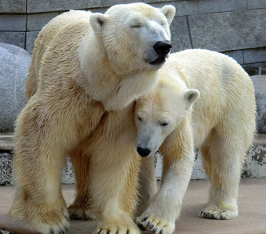 Eisbär Lars und Eisbärin Vilma am 27. März 2011 im Zoo Wuppertal