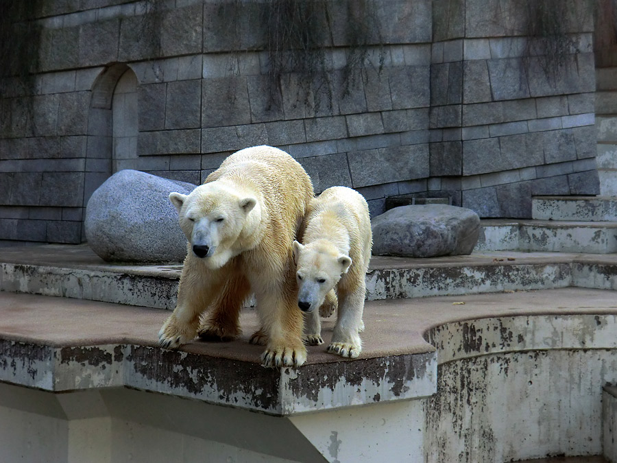 Eisbär Lars und Eisbärin Vilma am 27. März 2011 im Zoologischen Garten Wuppertal