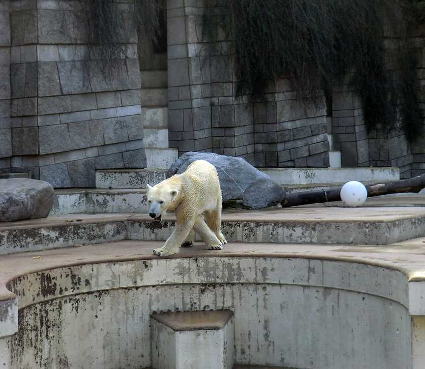 Eisbärin Vilma am 27. März 2011 im Wuppertaler Zoo