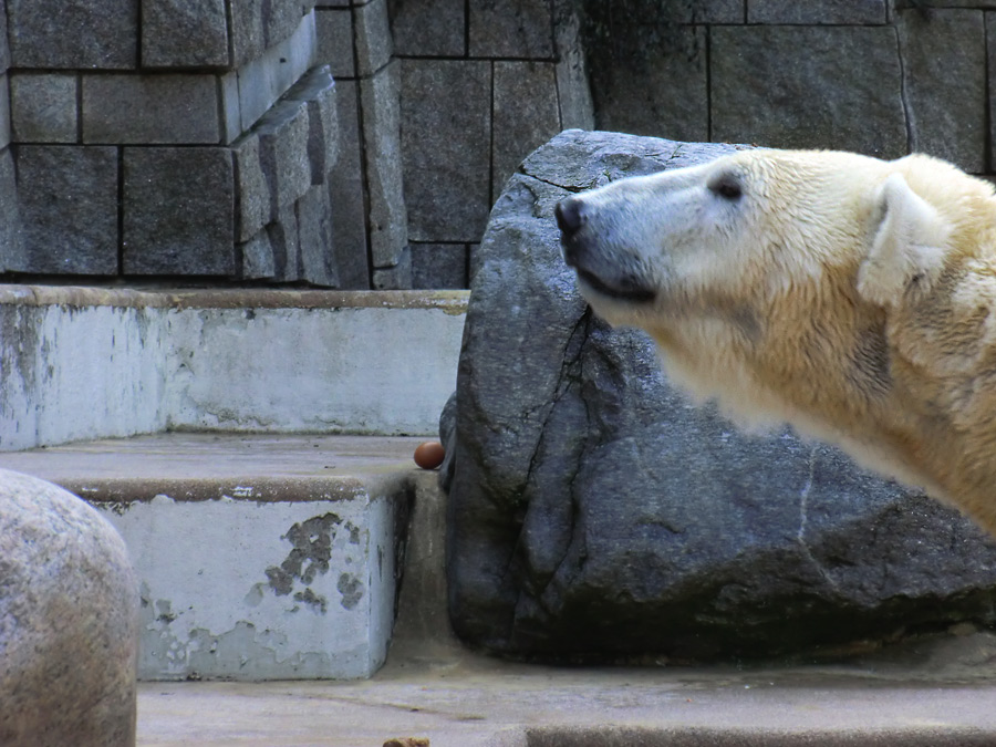 Eisbärin Vilma vor einem Ei am 27. März 2011 im Zoo Wuppertal