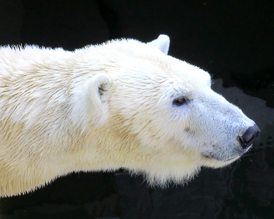 Eisbärin Vilma am 27. März 2011 im Zoo Wuppertal